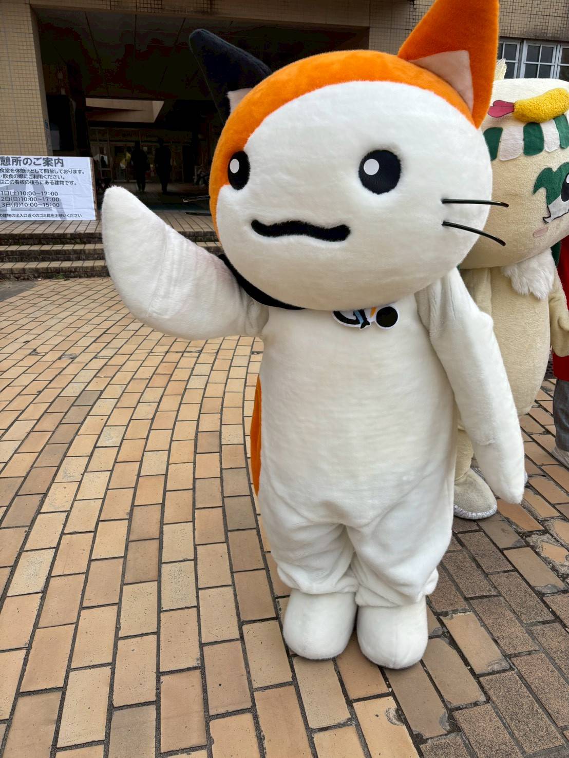 ぎだにゃんのおさんぽの様子